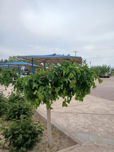 عکس بوستان مسافر