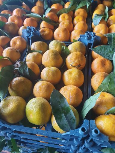 عکس حق العمل کاری برادران طاهری