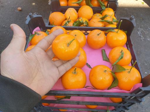 عکس حق العمل کاری برادران طاهری