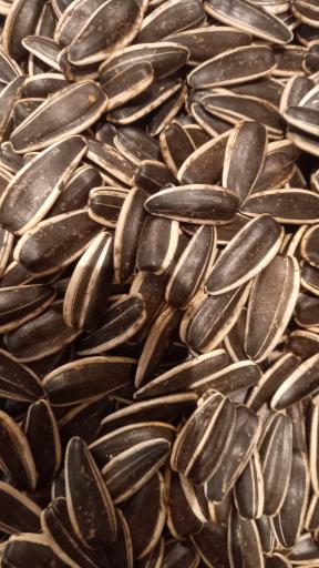 عکس تخمه پزی انگزی