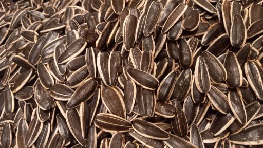 عکس تخمه پزی انگزی