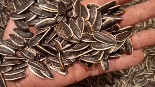 عکس تخمه پزی انگزی