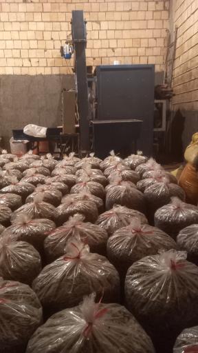 عکس تخمه پزی انگزی