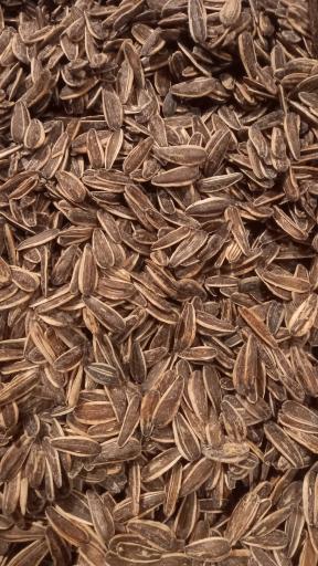 عکس تخمه پزی انگزی