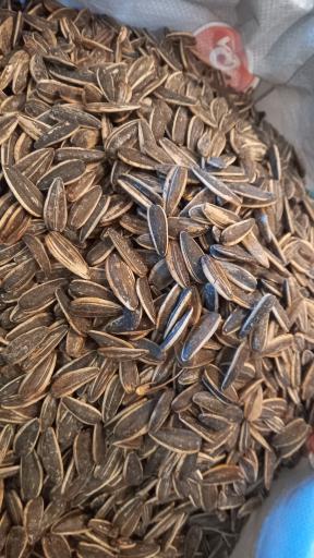 عکس تخمه پزی انگزی