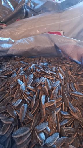 عکس تخمه پزی انگزی