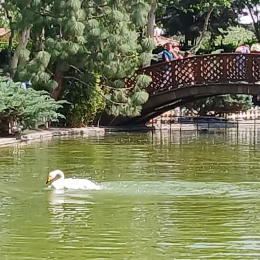 عکس باغ گلها