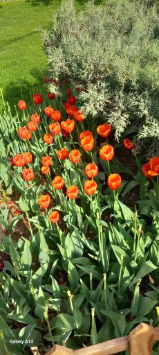 عکس باغ گلها