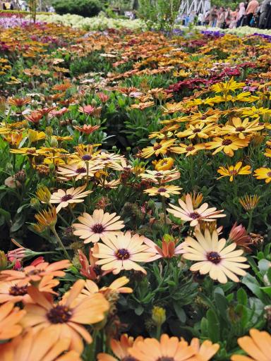 عکس باغ گلها