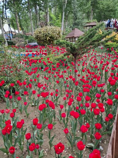 عکس باغ گلها