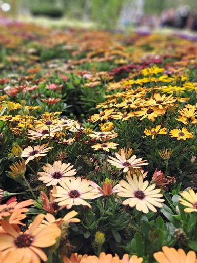 عکس باغ گلها