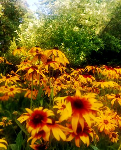 عکس باغ گلها