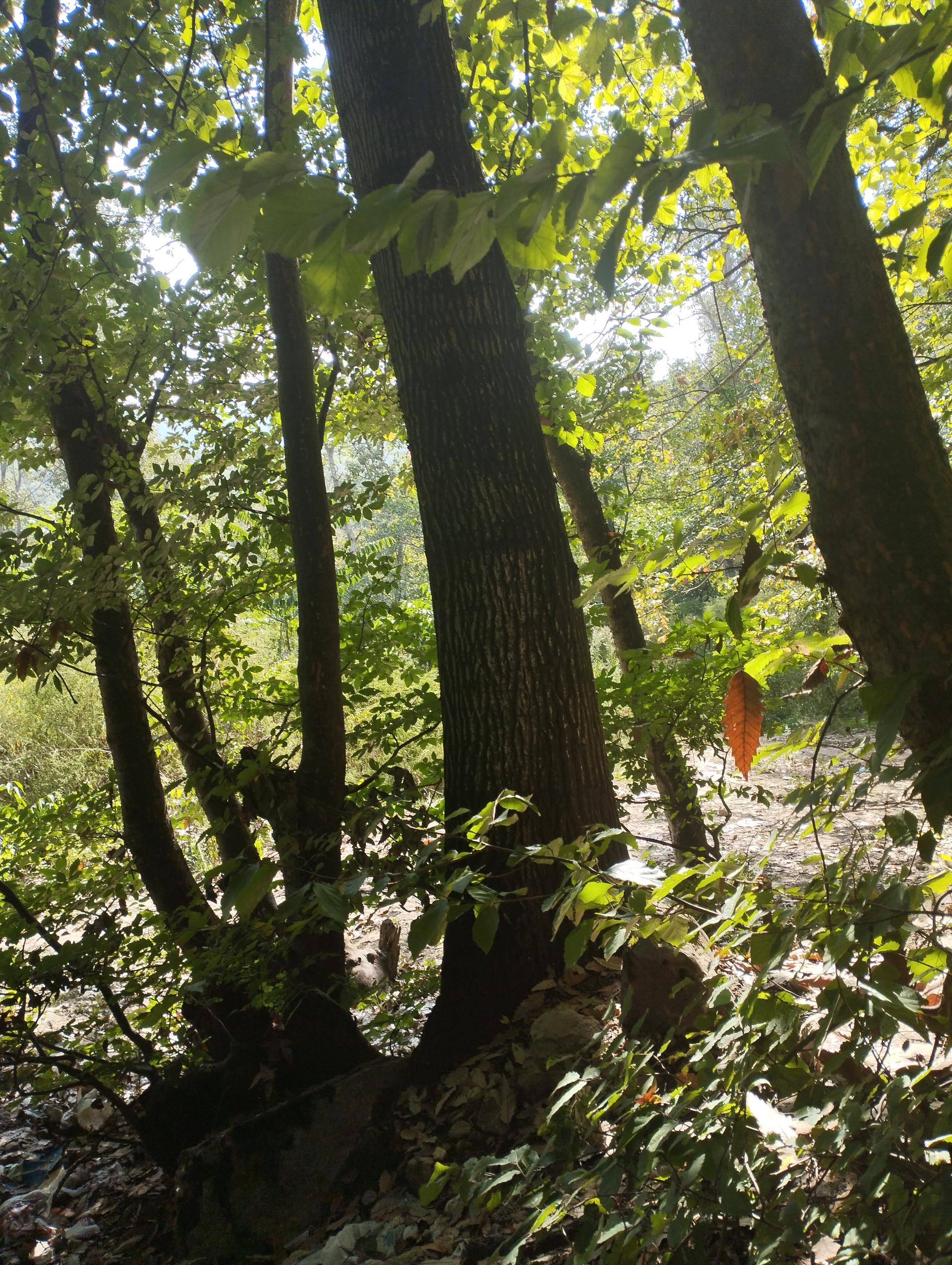 عکس رودخانه پارک ملی جنگل گلستان