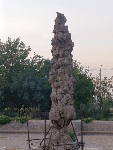 عکس درخت خشک (شبان)