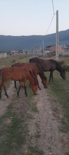 عکس کلاردشت