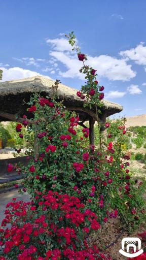 عکس دانشگاه سمنان
