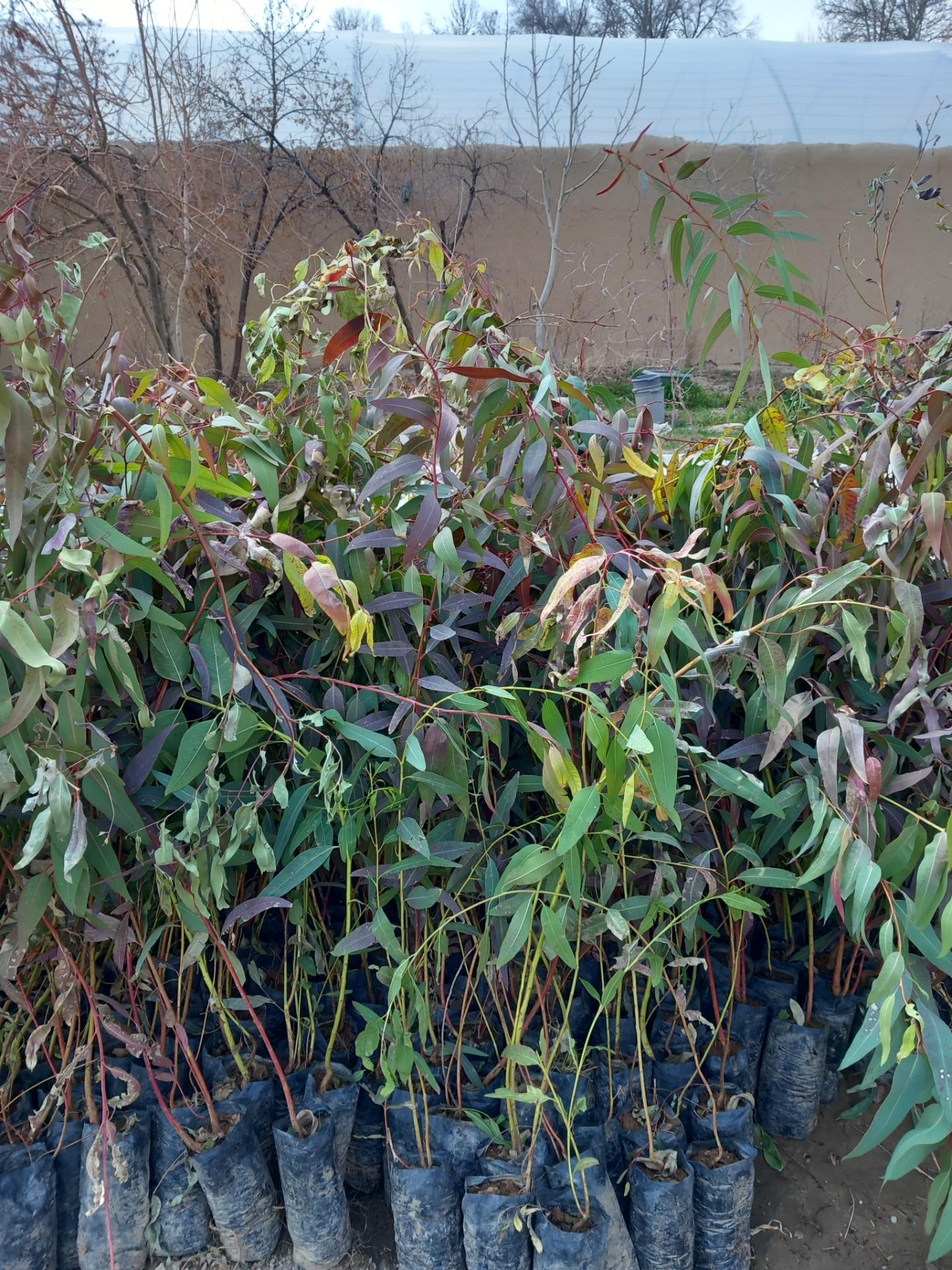 عکس موسسه تولید گل و نهال  دریا