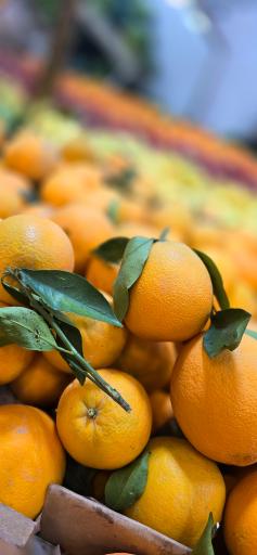 عکس میوه فروشی چهارفصل