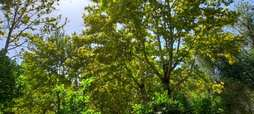 عکس پارک شهید رجایی