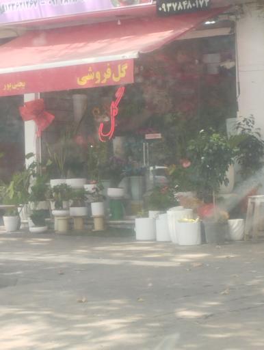 عکس شکوفه سرای فلورا