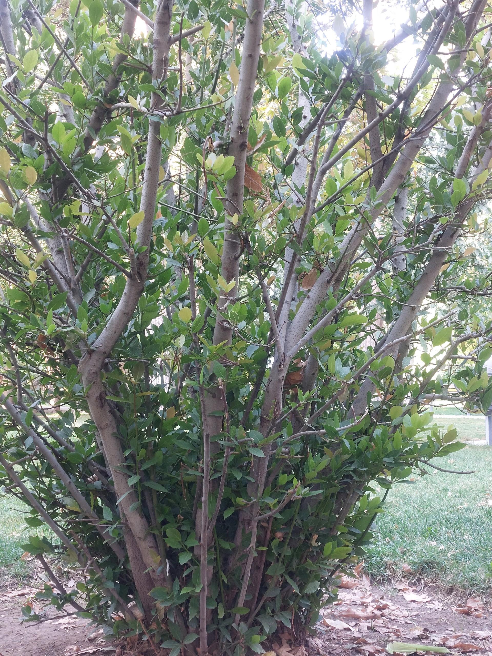 عکس پارک شهید رجایی