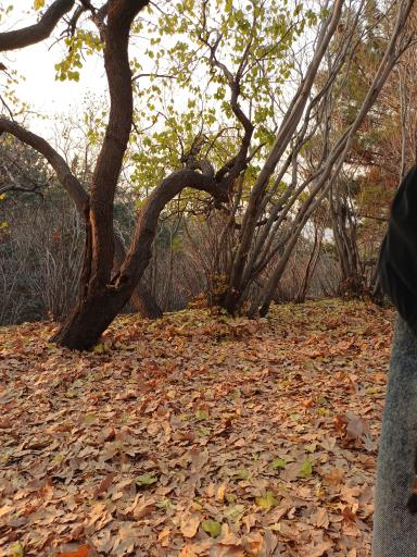 عکس پارک شهدای لویزان