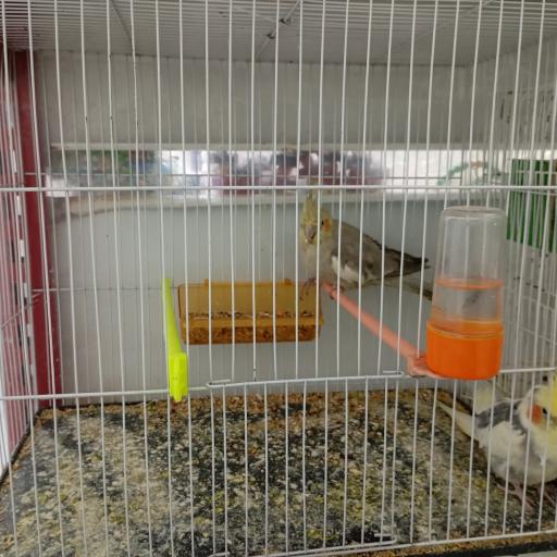 عکس پت شاپ هامون