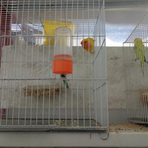 عکس پت شاپ هامون