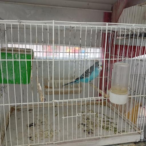 عکس پت شاپ هامون