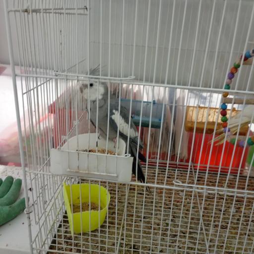 عکس پت شاپ هامون