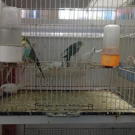 عکس پت شاپ هامون