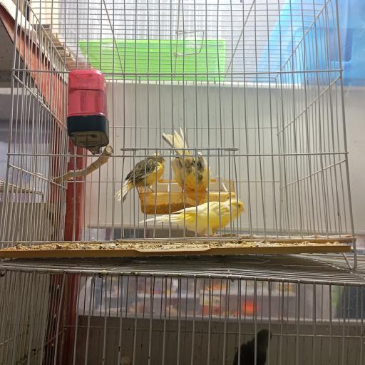 عکس پت شاپ هامون