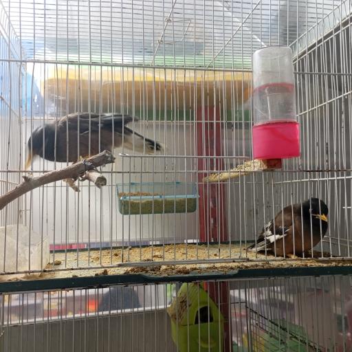 عکس پت شاپ هامون