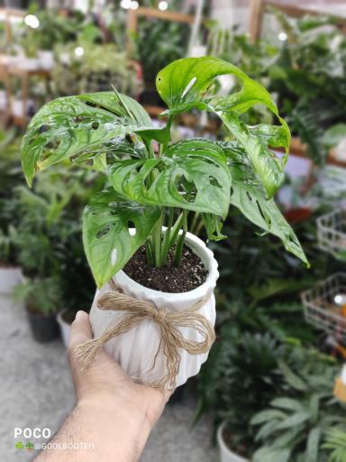 عکس گلفروشی گل بوته