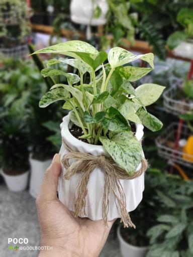 عکس گلفروشی گل بوته