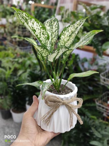 عکس گلفروشی گل بوته