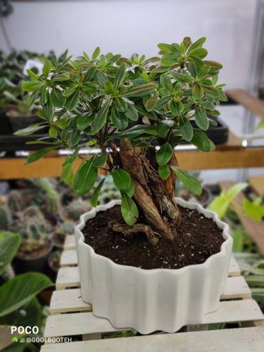 عکس گلفروشی گل بوته