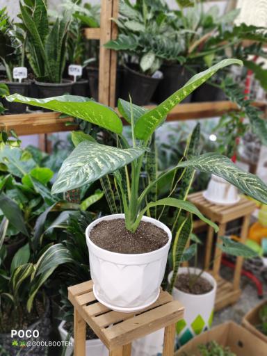 عکس گلفروشی گل بوته