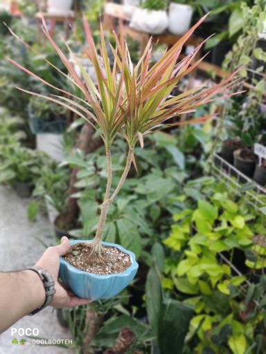 عکس گلفروشی گل بوته