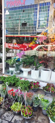 عکس گل فروشی سعدی