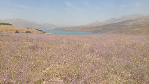 عکس محمود کلایه