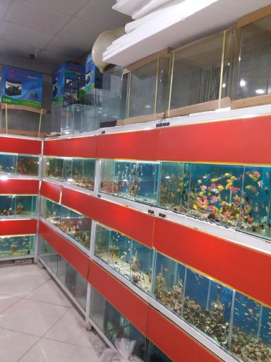 عکس اکواریوم ردلاین