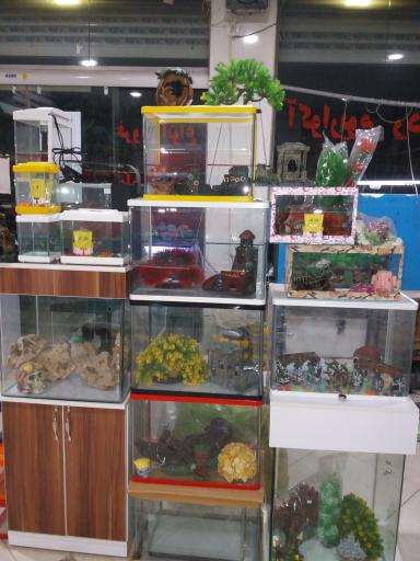 عکس اکواریوم ردلاین