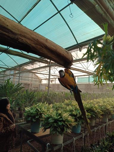 عکس گل خانه پرشین بن سای 