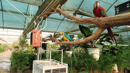 عکس گل خانه پرشین بن سای 