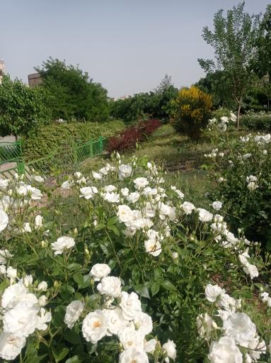 عکس بوستان خطی غنچه