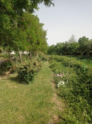 عکس بوستان خطی غنچه