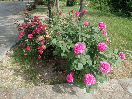 عکس بوستان خطی غنچه