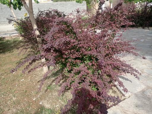 عکس بوستان خطی غنچه