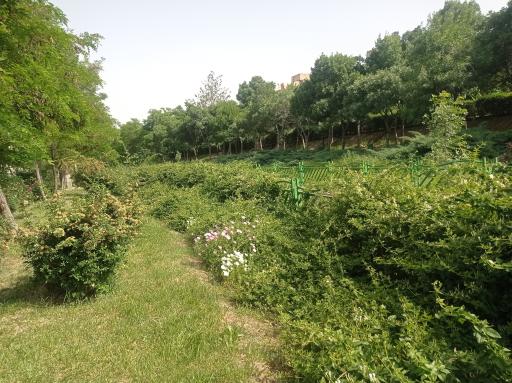 عکس بوستان خطی غنچه